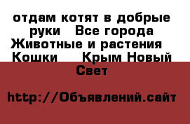 отдам котят в добрые руки - Все города Животные и растения » Кошки   . Крым,Новый Свет